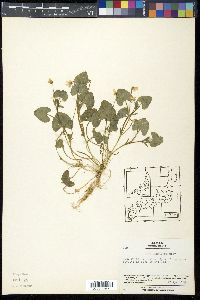 Viola arcuata subsp. verecunda image
