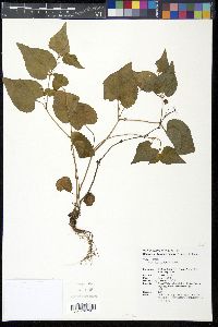 Viola arcuata subsp. verecunda image