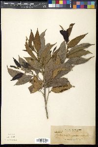 Hydnocarpus subfalcatus image
