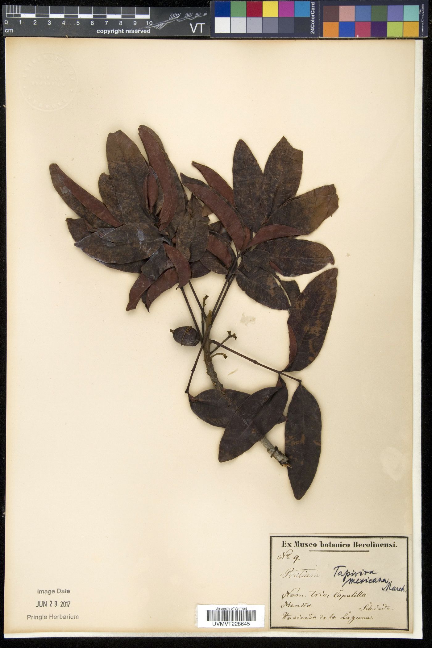 Tapirira mexicana image
