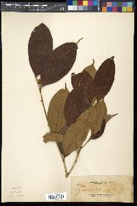 Media resource of Hydnocarpus subfalcatus