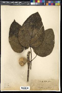 Pangium edule image