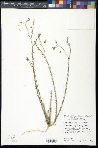Linum lewisii image