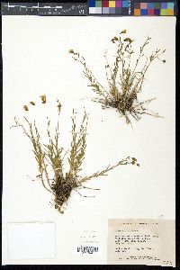 Linum lewisii image