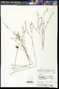 Linum medium image