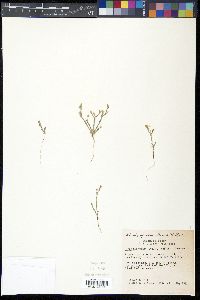 Linum puberulum image