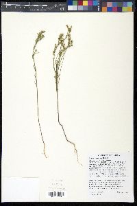 Linum sulcatum image