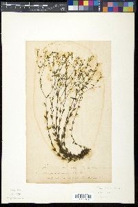 Linum catharticum image