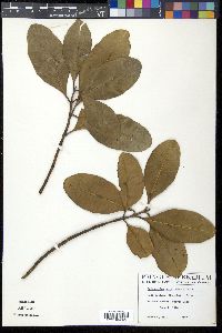 Calophyllum antillanum image