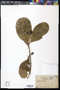 Calophyllum inophyllum image