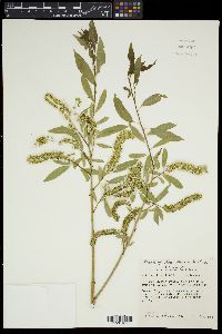 Salix gooddingii image