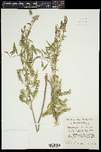 Salix gooddingii image