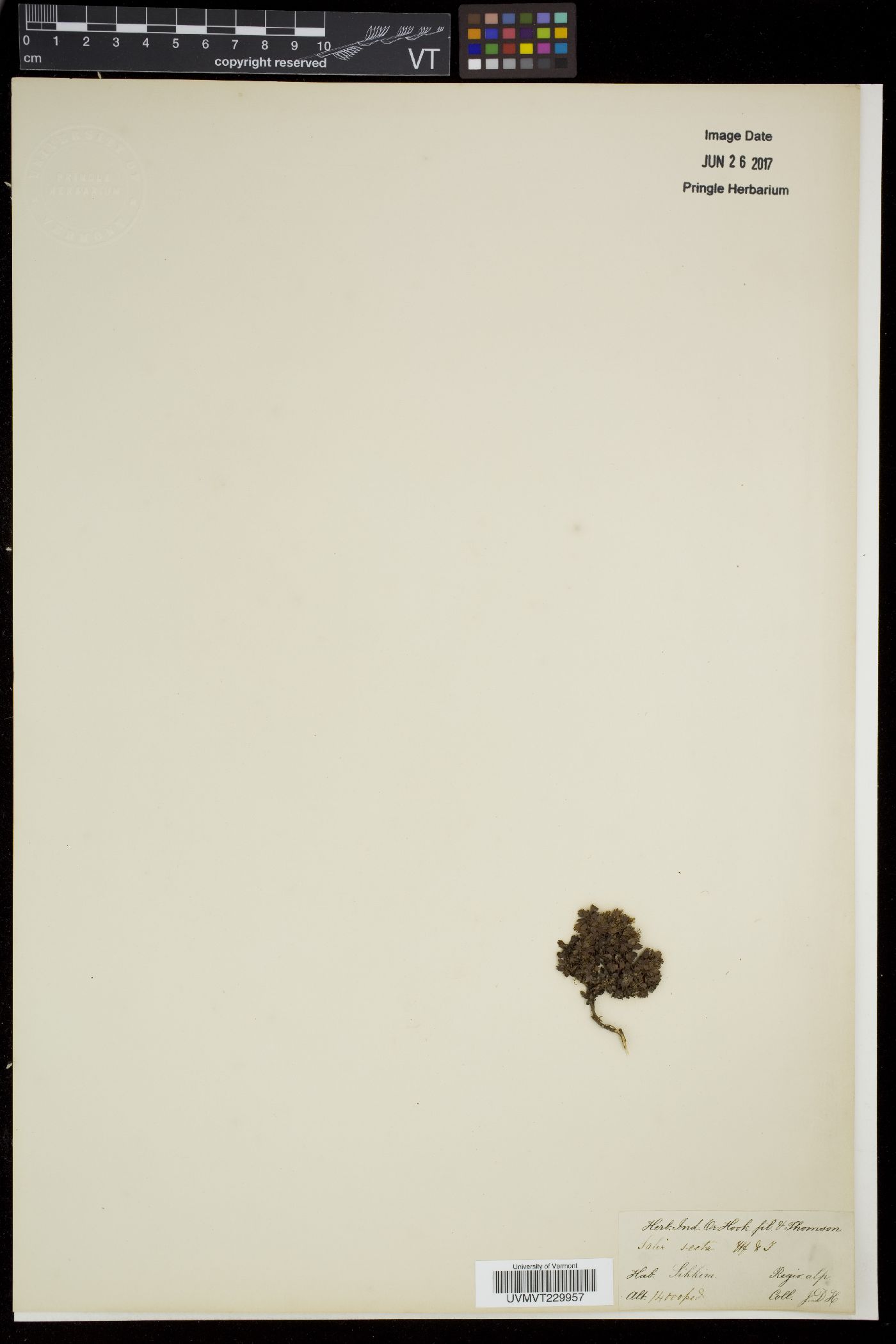 Salix oreophila var. secta image