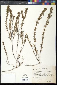 Hypericum hypericoides subsp. multicaule image