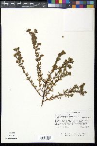 Hypericum hypericoides subsp. multicaule image