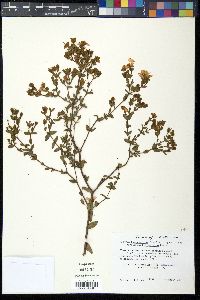 Hypericum tetrapetalum image