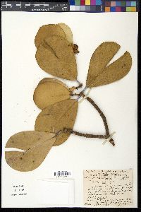 Clusia major image