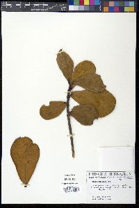 Clusia krugiana image