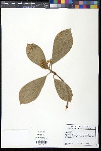 Clusia minor image