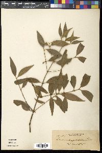 Media resource of Garcinia garciae