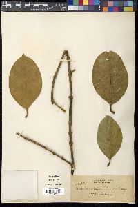 Garcinia dulcis image