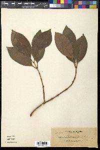Garcinia binucao image