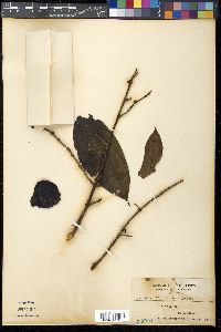 Garcinia binucao image