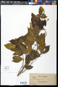 Garcinia brevirostris image