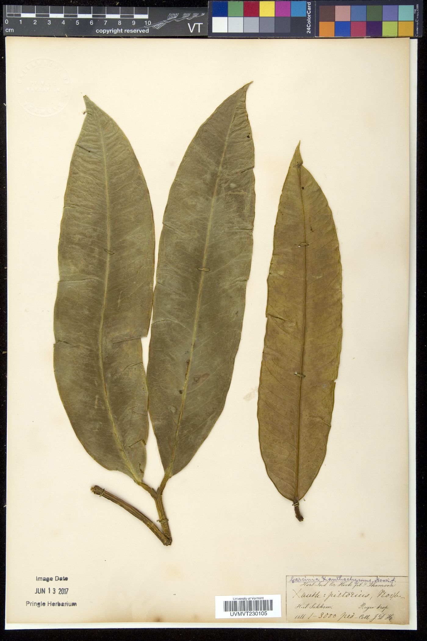 Garcinia xanthochymus image