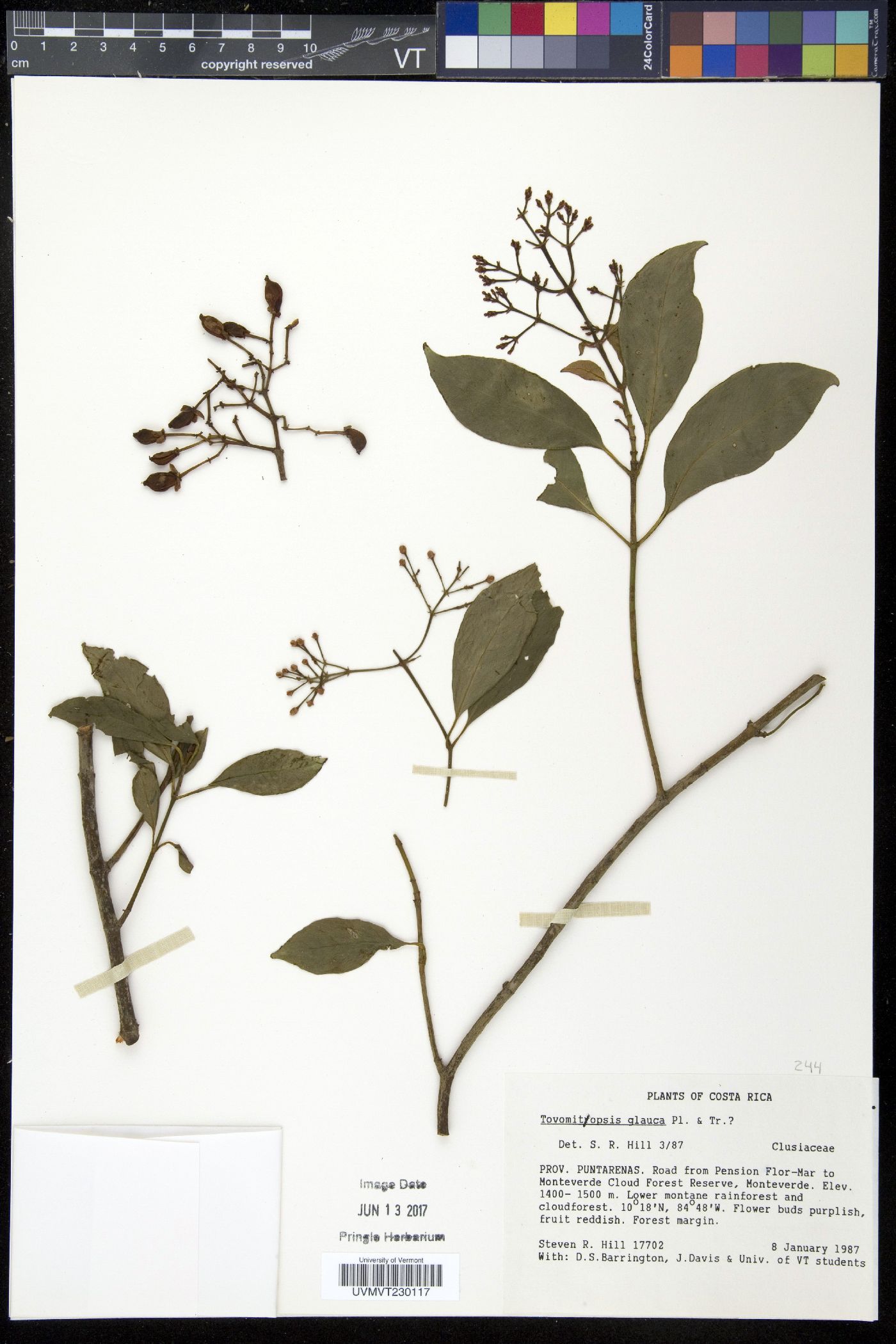 Chrysochlamys glauca image