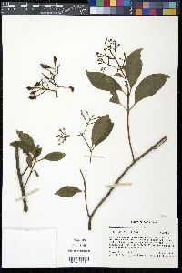 Chrysochlamys glauca image