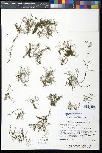Podostemum ceratophyllum image