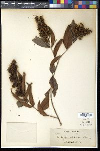 Cratoxylum sumatranum image