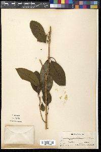 Cratoxylum sumatranum image
