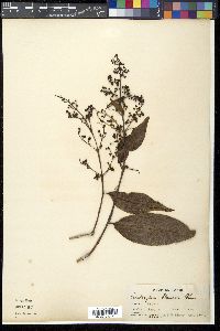 Cratoxylum sumatranum image