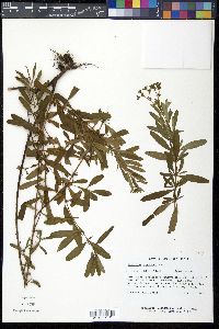 Hypericum adpressum image