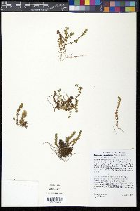 Hypericum anagalloides image