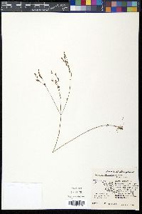 Hypericum dissimulatum image