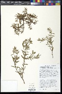 Hypericum hypericoides subsp. hypericoides image