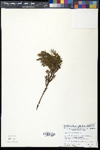 Hypericum silenoides image