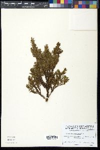 Hypericum silenoides image