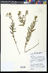 Hypericum sphaerocarpum image
