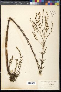 Hypericum virgatum image
