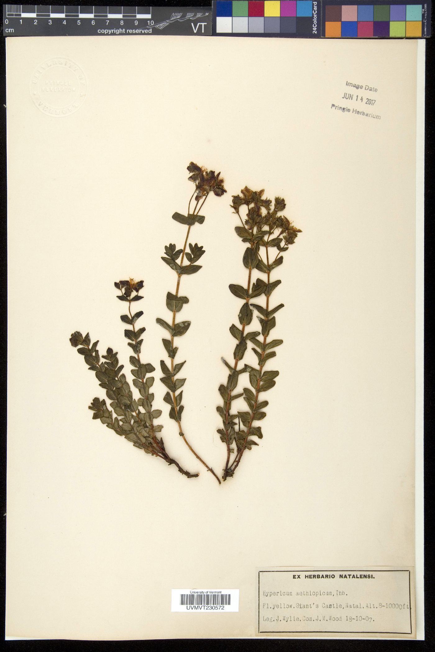 Hypericum aethiopicum image