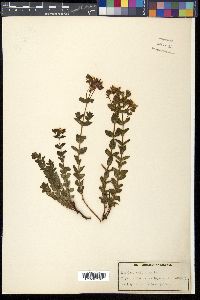 Media resource of Hypericum aethiopicum