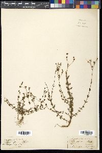 Hypericum japonicum image