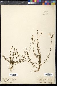 Hypericum japonicum image