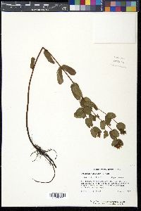 Triadenum virginicum image