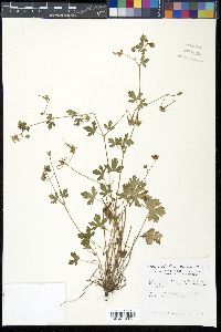 Geranium caespitosum image