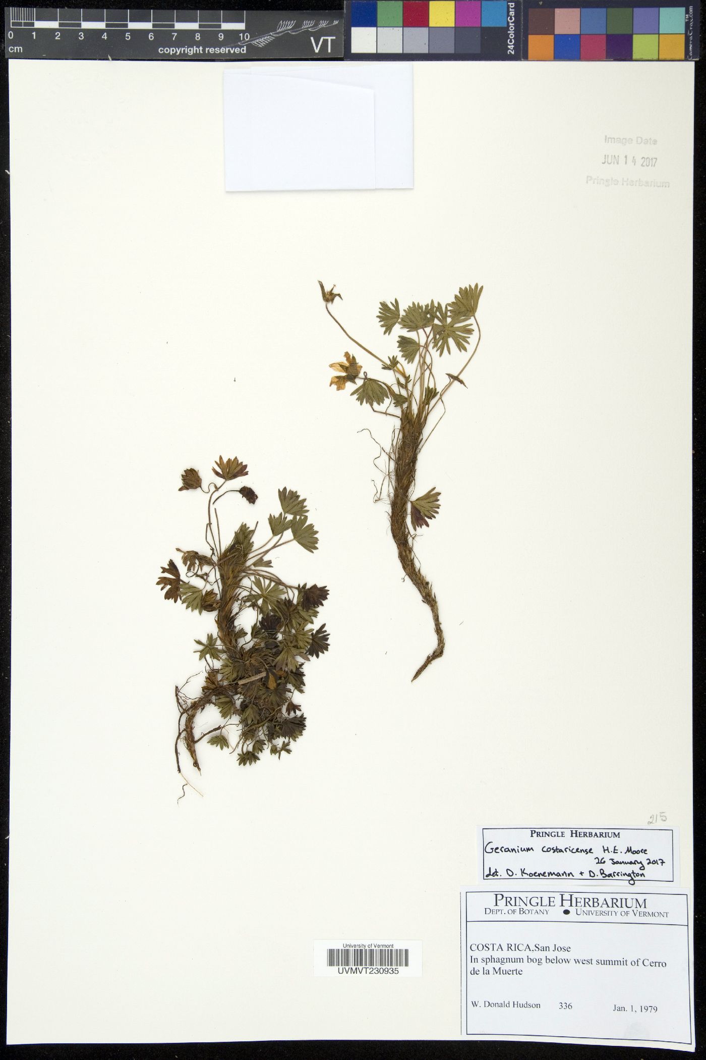 Geranium costaricense image